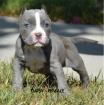 Pitbull Blue line welpen 13 Wochen abgabebereit